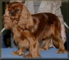 GCH Storeyland Golden Ransom